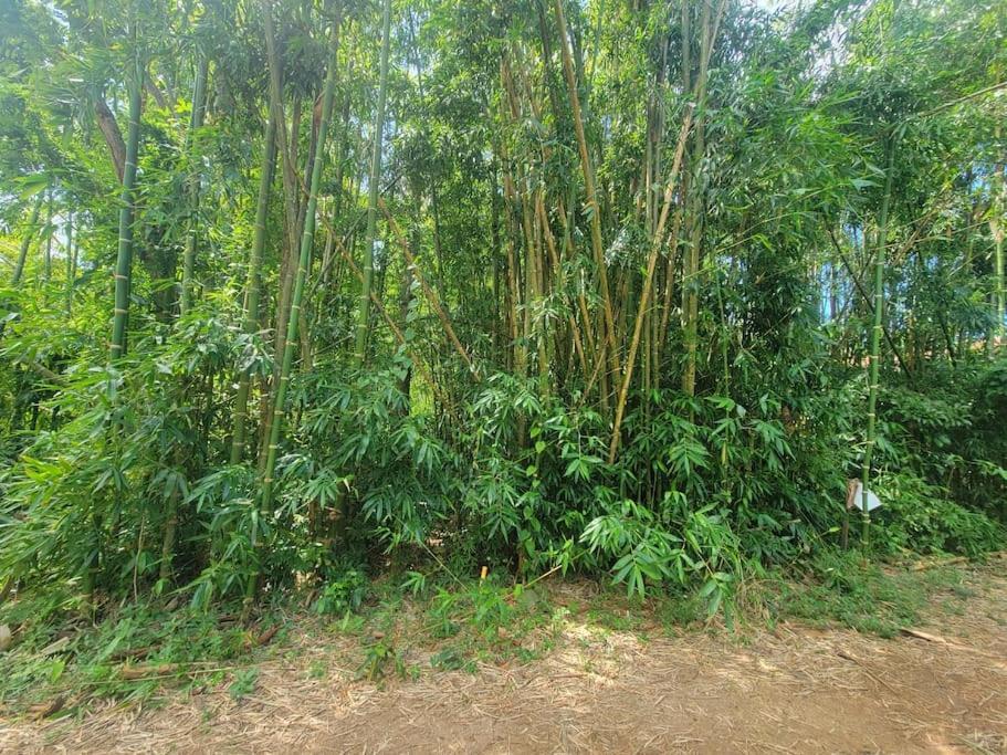 Vive Utila - Bed & Breakfast Exterior photo